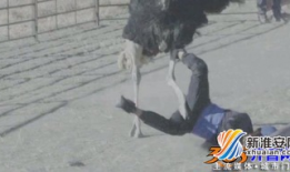 踩裆视频,踩裆视频背后的社会现象与反思